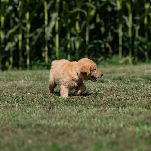 puppy, for, sale, Golden Retriever, Samuel K. Zook, dog, breeder, Honey Brook, PA, dog-breeder, puppy-for-sale, forsale, nearby, find, puppyfind, locator, puppylocator, aca