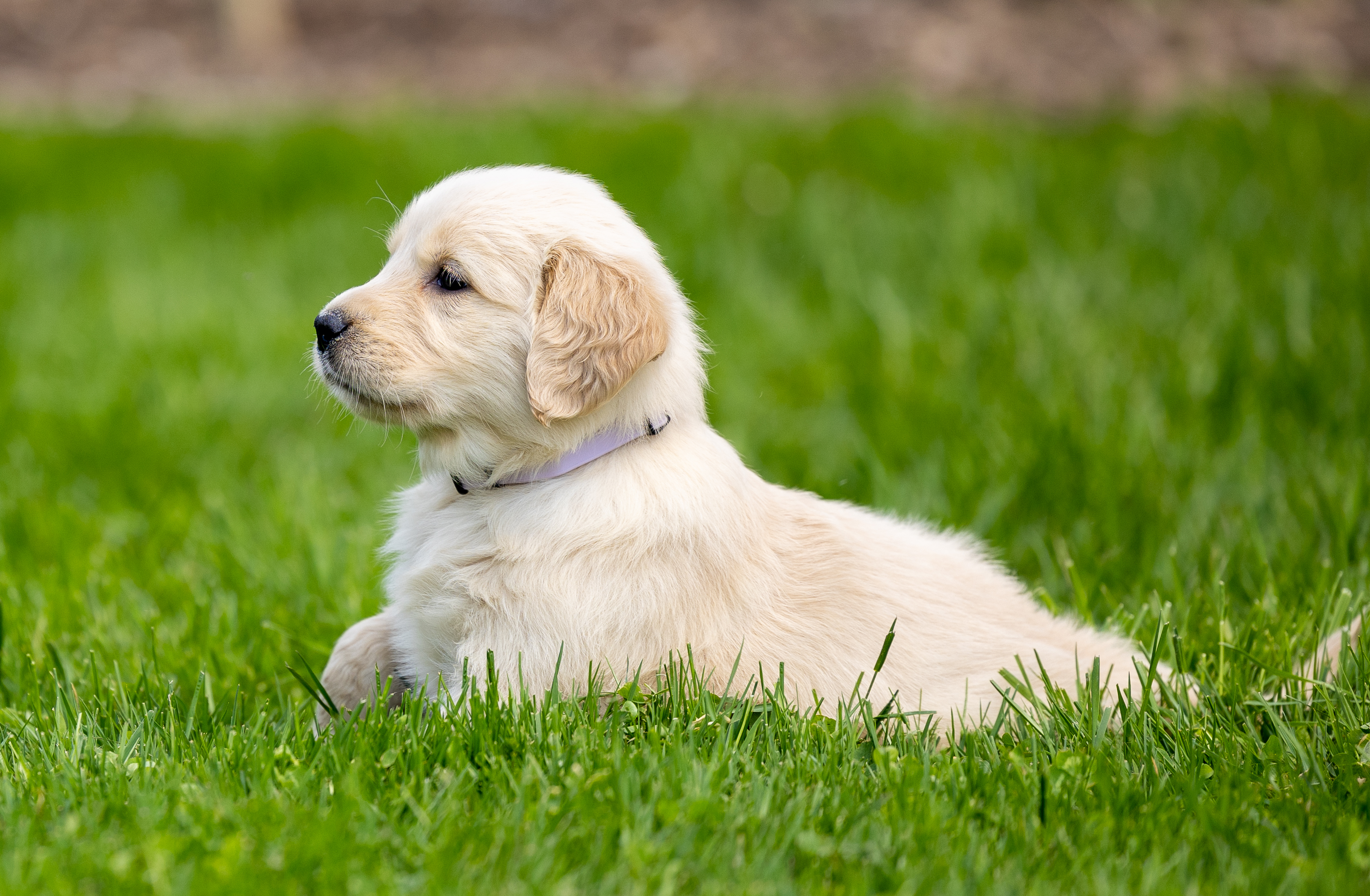 puppy, for, sale, Golden Retriever, Samuel K. Zook, dog, breeder, Honey Brook, PA, dog-breeder, puppy-for-sale, forsale, nearby, find, puppyfind, locator, puppylocator, aca