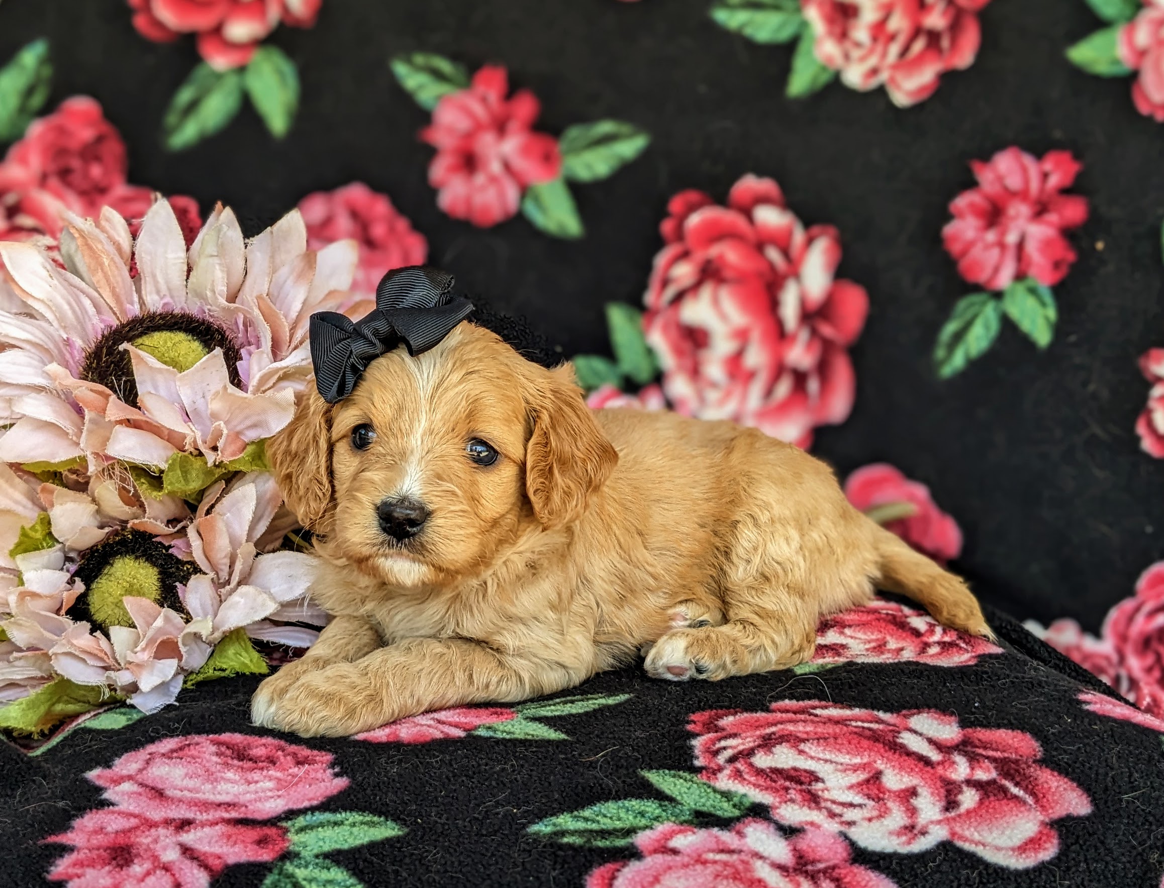 puppy, for, sale, Miniature Goldendoodle, Samuel K. Zook, dog, breeder, Honey Brook, PA, dog-breeder, puppy-for-sale, forsale, nearby, find, puppyfind, locator, puppylocator, aca
