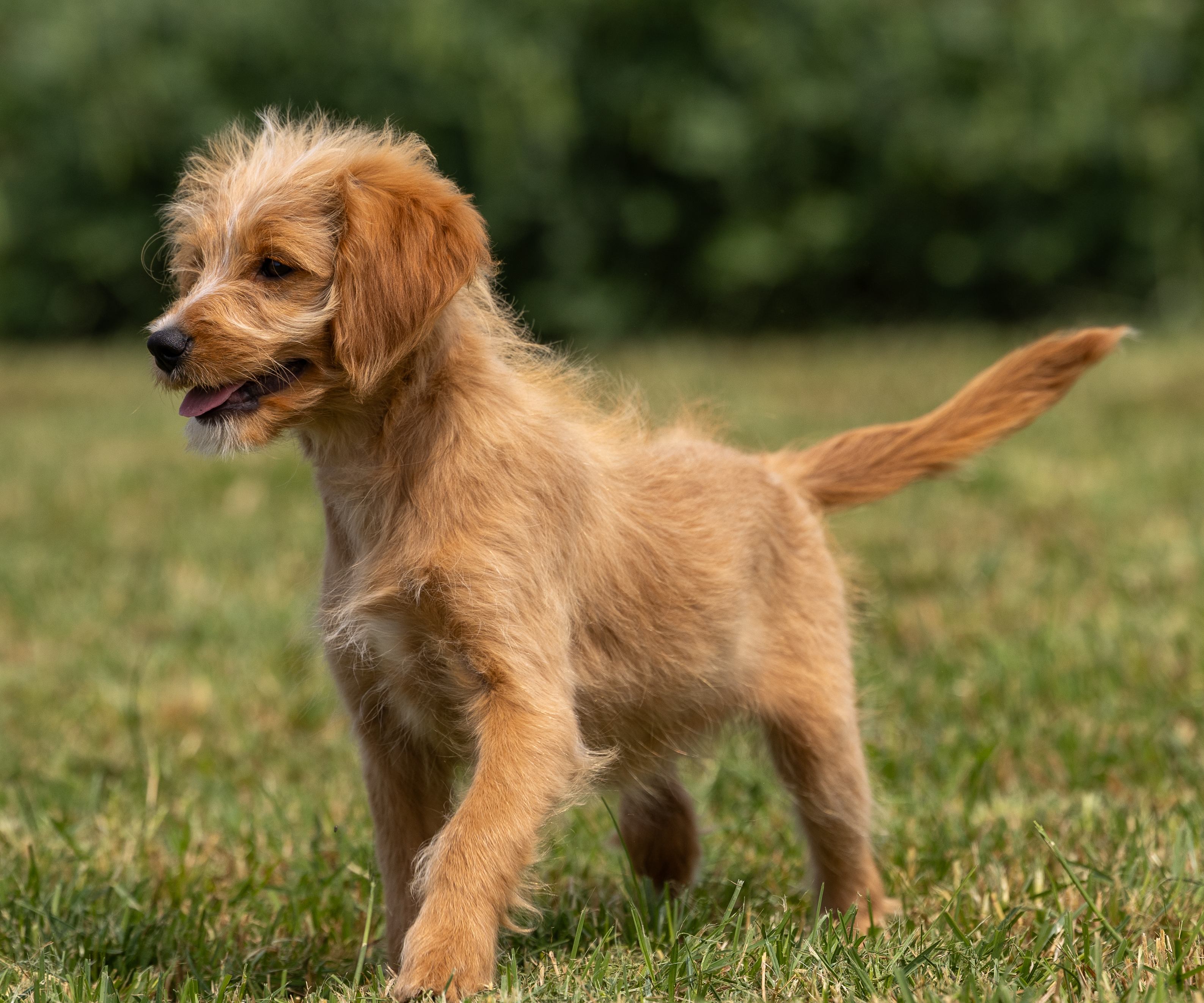 puppy, for, sale, Miniature Goldendoodle, Samuel K. Zook, dog, breeder, Honey Brook, PA, dog-breeder, puppy-for-sale, forsale, nearby, find, puppyfind, locator, puppylocator, aca
